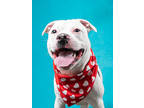 Adopt Whisper a Pit Bull Terrier, Mixed Breed