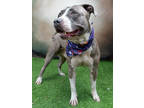 Adopt Bronco a Pit Bull Terrier, Mixed Breed