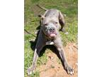 Adopt BOONE - IN FOSTER a Pit Bull Terrier, Mixed Breed