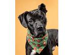 Adopt Canterbury a Labrador Retriever, Mixed Breed