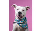 Adopt JD a Pit Bull Terrier, Mixed Breed