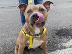 Adopt SHIBA - IN FOSTER a Pit Bull Terrier, Mixed Breed