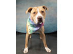 Adopt Primo a American Staffordshire Terrier, Mixed Breed
