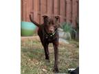 Adopt Noodles a Labrador Retriever, Mixed Breed