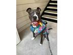 Adopt OMAR a Pit Bull Terrier, Mixed Breed