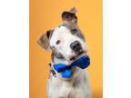 Adopt Old Sport - FOSTER a Pit Bull Terrier, Mixed Breed