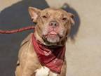Adopt MALFOY - IN FOSTER a Pit Bull Terrier, Mixed Breed