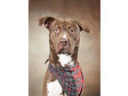 Adopt Colbyjack a Pit Bull Terrier, Mixed Breed