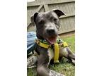 Adopt Speckle a Pit Bull Terrier, Mixed Breed