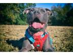 Adopt SANCHEZ - IN FOSTER a American Staffordshire Terrier, Mixed Breed