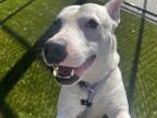 Adopt MR. PEABODY a Pit Bull Terrier, Mixed Breed