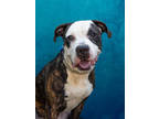 Adopt Seven a Pit Bull Terrier, Mixed Breed