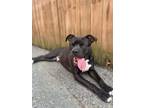 Adopt FRANKY a Pit Bull Terrier, Mixed Breed
