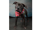 Adopt Lil Lamb-ADOPTED a Pit Bull Terrier, Mixed Breed