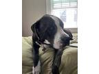 Adopt JOHNSTON - IN FOSTER a Pit Bull Terrier, Mixed Breed