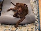Adopt MAMBO a Pit Bull Terrier, Mixed Breed