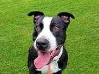 Adopt PEABODY a Pit Bull Terrier, Mixed Breed