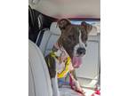 Adopt Puck a Pit Bull Terrier, Mixed Breed