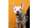 Adopt Poindexter a Pit Bull Terrier, Mixed Breed