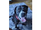 Adopt King a American Staffordshire Terrier, Mixed Breed