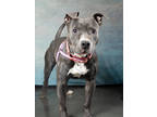 Adopt Grant Bark a Pit Bull Terrier, Mixed Breed