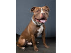 Adopt Angelico a Pit Bull Terrier