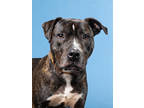 Adopt Jupiter a Pit Bull Terrier, Mixed Breed