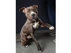 Adopt Chocolate Thunder a Pit Bull Terrier, Mixed Breed
