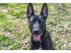 Adopt SNAIL a German Shepherd Dog, Mixed Breed