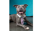Adopt Jon Snow a Pit Bull Terrier, Mixed Breed