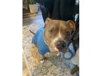 Adopt CHICO - IN FOSTER a Pit Bull Terrier, Mixed Breed