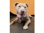Adopt ChiliFry a Pit Bull Terrier, Mixed Breed