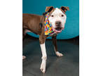 Adopt Peyton a Pit Bull Terrier, Mixed Breed