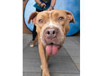 Adopt Chester - AVAILABLE BY APPOINTMENT a Pit Bull Terrier, Mixed Breed