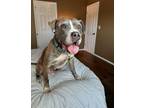 Adopt NEWTON a Pit Bull Terrier, Mixed Breed
