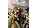 Adopt PAULY - IN FOSTER a Pit Bull Terrier, Mixed Breed