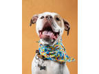 Adopt Baxter a Pit Bull Terrier, Mixed Breed