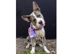 Adopt Handsome a German Shepherd Dog, Pit Bull Terrier