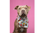 Adopt Princess Penelope a Pit Bull Terrier, Mixed Breed