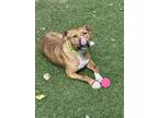 Adopt RICO a Pit Bull Terrier, Mixed Breed