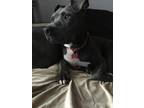 Adopt DINO - IN FOSTER a Pit Bull Terrier, Mixed Breed