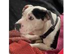Adopt Usopp- IN FOSTER a Pit Bull Terrier