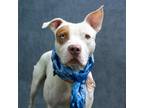 Adopt Merlin a Pit Bull Terrier, Mixed Breed