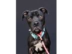 Adopt SAMMI a Pit Bull Terrier, Mixed Breed