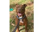 Adopt SEBASTIAN - IN FOSTER a Pit Bull Terrier, Mixed Breed