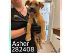 Adopt ASHER a Pit Bull Terrier, Mixed Breed