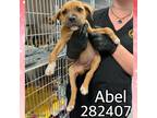 Adopt ABEL a Pit Bull Terrier, Mixed Breed