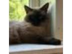 Adopt Jo-Jo a Siamese, Domestic Short Hair