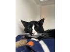 Adopt Papaya a Domestic Short Hair