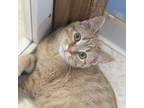 Adopt Pinto a Domestic Short Hair